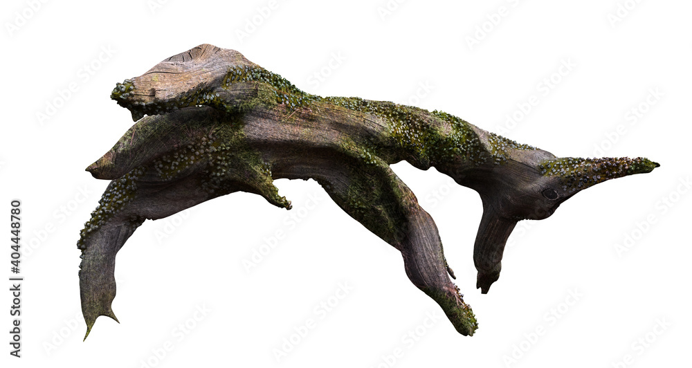 driftwood, dry tree branch with moss and barnacle isolated on white background