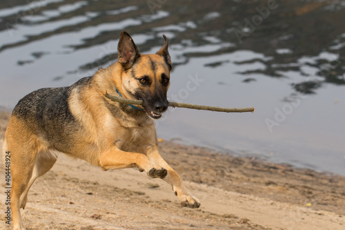 Portrait of a Beautiful German Sheppard playing and running on the beach © Diogo Oliveira