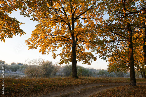 oak grove in autumn in the rays of dawn