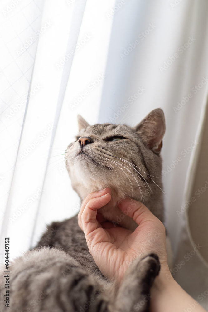 Φωτογραφία のどを撫でらるのが好きな猫　サバトラ猫