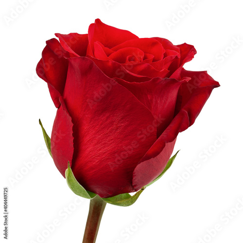 red rose isolated on white background, clipping path, full depth of field