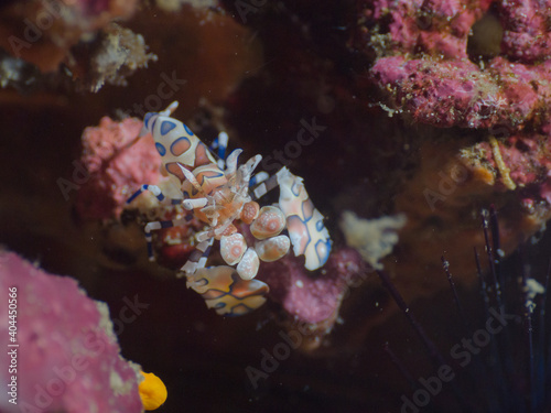 Harlequin shrimp on a rock (Richelieu Rock, Surin National Park, Thailand)