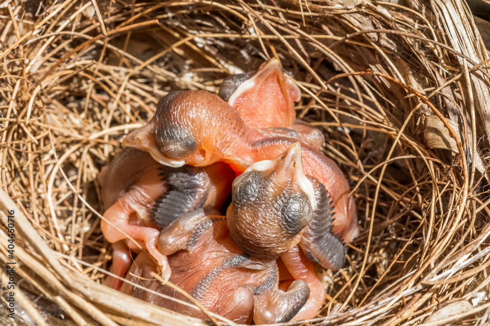 Nichée d’oiseaux 