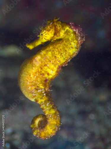 Pregnant yellow tigertail seahorse swimming in a dark (Richelieu Rock, Surin National Park, Thailand) photo