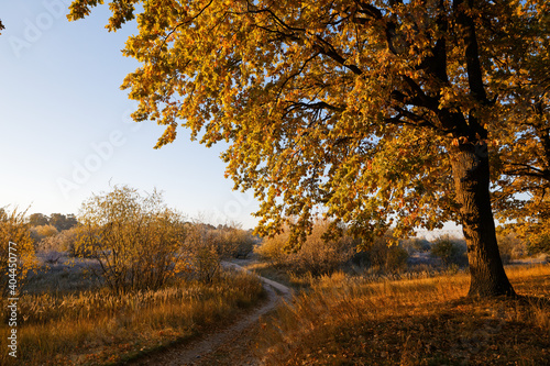 oak grove in autumn in the rays of dawn
