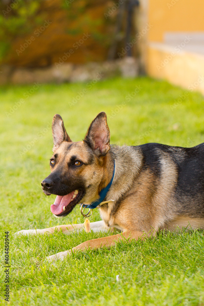 Portrait of beautiful German Sheppard dog, playing in the backward Portrait of beautiful German Sheppard dog, playing in the backward