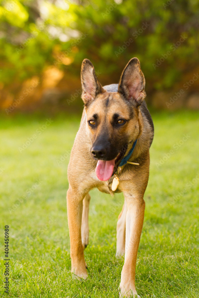 Portrait of beautiful German Sheppard dog, playing in the backward