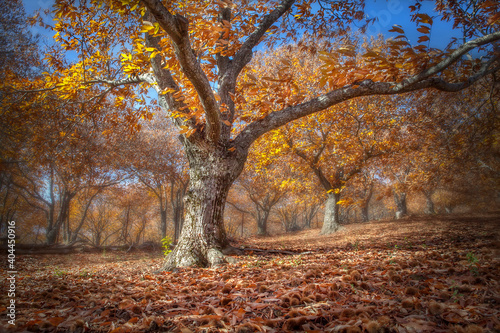 Bosque de castaños © Salvadorjp