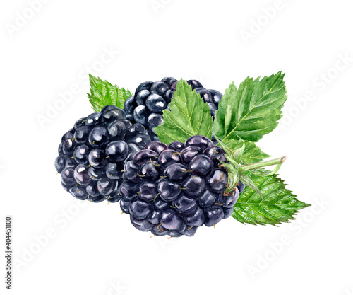 Blackberry watercolor illustration isolated on white background