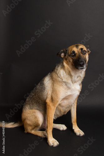 A Beautiful German Sheppard. Animal portrait against black background.