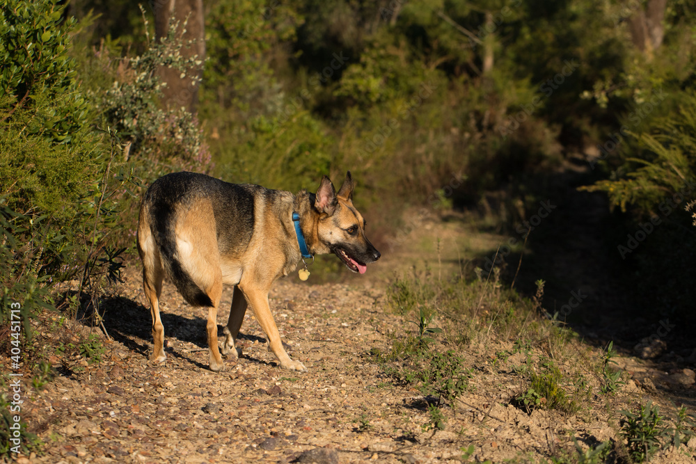 Naklejka premium Portrait of beautiful German Sheppard dog, walking in a beautiful magical mountain forest with warm sunbeams sun’s rays light with flare illuminating the subject.