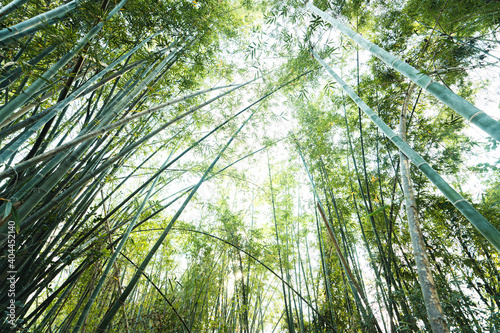  bamboo forest background in nature