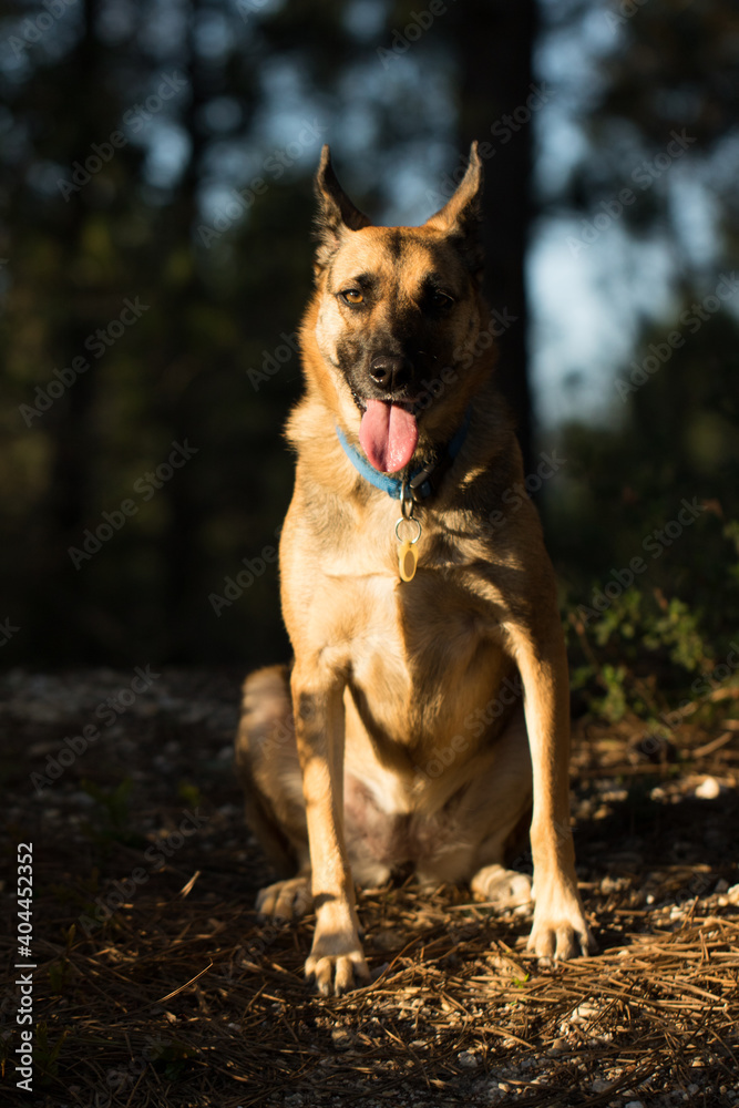 Portrait of beautiful German Sheppard dog, walking in a beautiful magical mountain forest with warm sunbeams sun’s rays light with flare illuminating the subject.