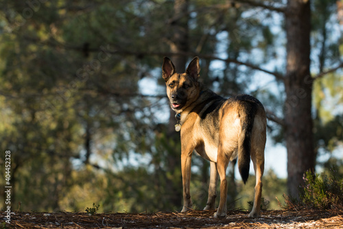 Portrait of beautiful German Sheppard dog, walking in a beautiful magical mountain forest with warm sunbeams sun’s rays light with flare illuminating the subject. © Diogo Oliveira