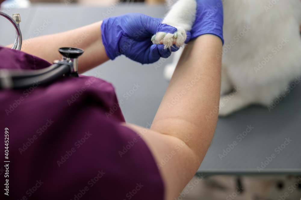 confident doctor exams a paw of a cat in modern veterinary clinic