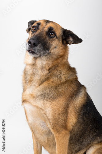 A Beautiful German Sheppard. Animal portrait against white background. © Diogo Oliveira