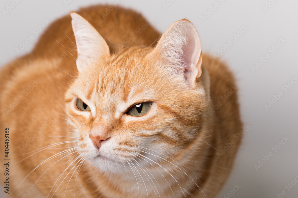 A Beautiful Domestic Orange Striped cat sitting in strange, weird, funny position. Animal portrait against white background. A Beautiful Domestic Orange Striped cat sitting in strange, weird, funny position. Animal portrait against white background.