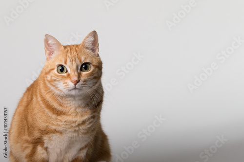 Fototapeta Naklejka Na Ścianę i Meble -  A Beautiful Domestic Orange Striped cat sitting in strange, weird, funny position. Animal portrait against white background.