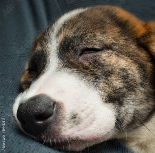 Puppy sleeping