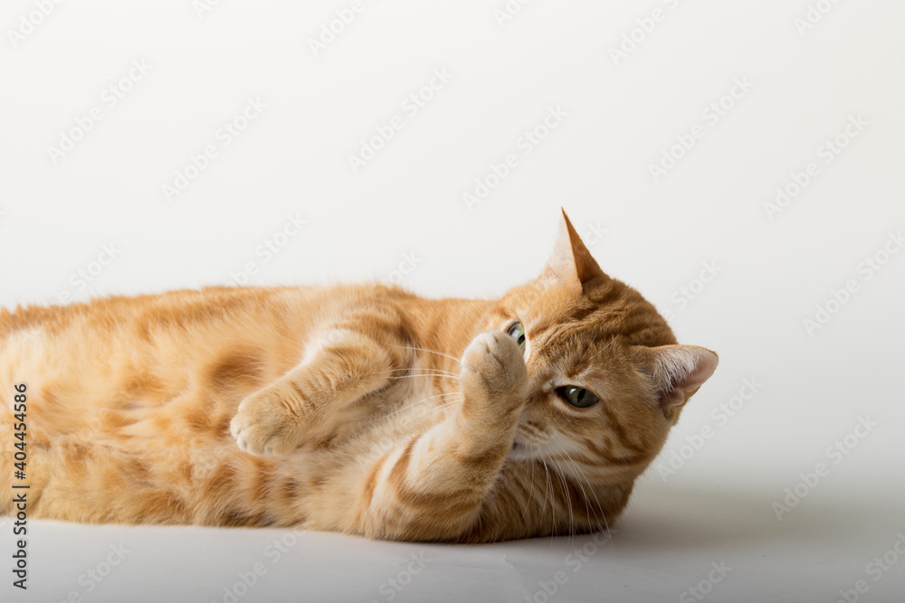 A Beautiful Domestic Orange Striped cat laying down and cleaning itself tongue out in strange, weird, funny positions. Animal portrait against white background. A Beautiful Domestic Orange Striped cat laying down and cleaning itself tongue out in strange, weird, funny positions. Animal portrait against white background.