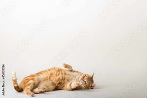 A Beautiful Domestic Orange Striped cat laying down and cleaning itself tongue out in strange, weird, funny positions. Animal portrait against white background.