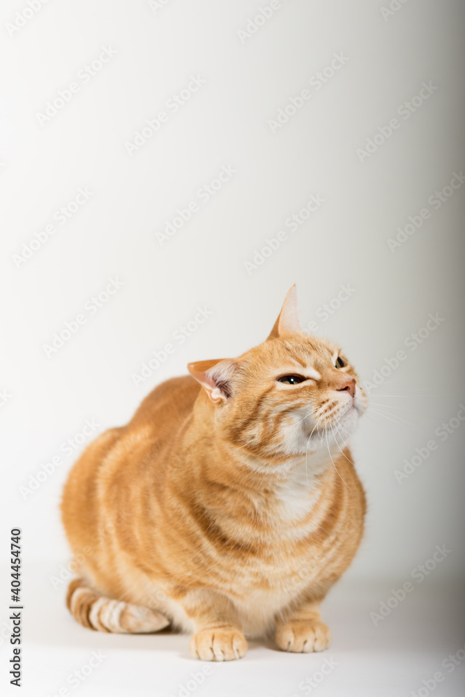 A Beautiful Domestic Orange Striped cat sitting in strange, weird, funny position. Animal portrait against white background.