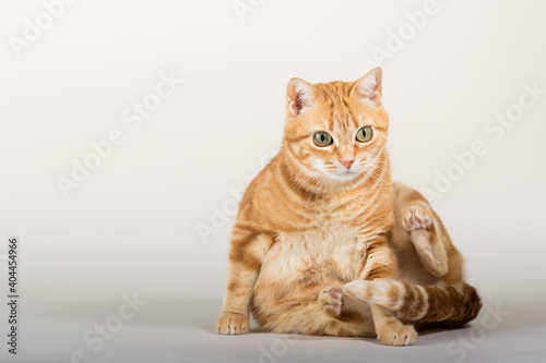 A Beautiful Domestic Orange Striped cat laying down and cleaning itself tongue out in strange, weird, funny positions. Animal portrait against white background.