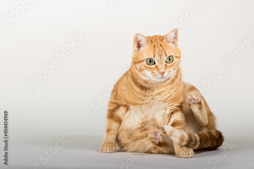 A Beautiful Domestic Orange Striped cat laying down and cleaning itself tongue out in strange, weird, funny positions. Animal portrait against white background.