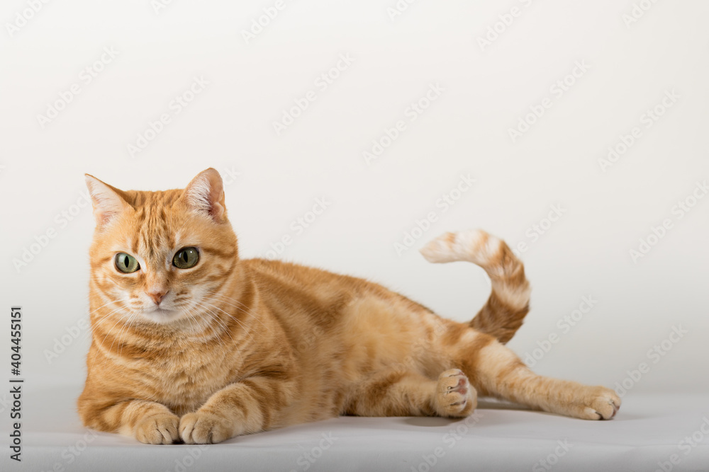 A Beautiful Domestic Orange Striped cat laying down and stretching in strange, weird, funny positions. Animal portrait against white background.