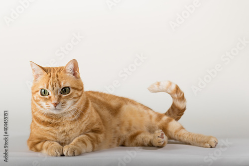 A Beautiful Domestic Orange Striped cat laying down and stretching in strange  weird  funny positions. Animal portrait against white background.