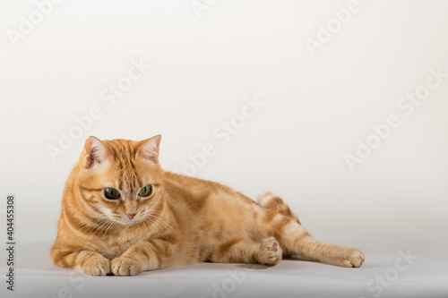 A Beautiful Domestic Orange Striped cat laying down and stretching in strange, weird, funny positions. Animal portrait against white background.