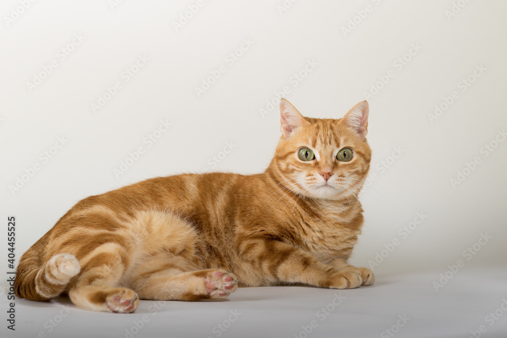 Obraz premium A Beautiful Domestic Orange Striped cat laying down and stretching in strange, weird, funny positions. Animal portrait against white background.