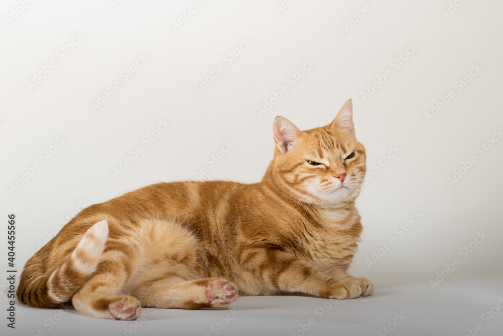 A Beautiful Domestic Orange Striped cat laying down and stretching in strange, weird, funny positions. Animal portrait against white background.