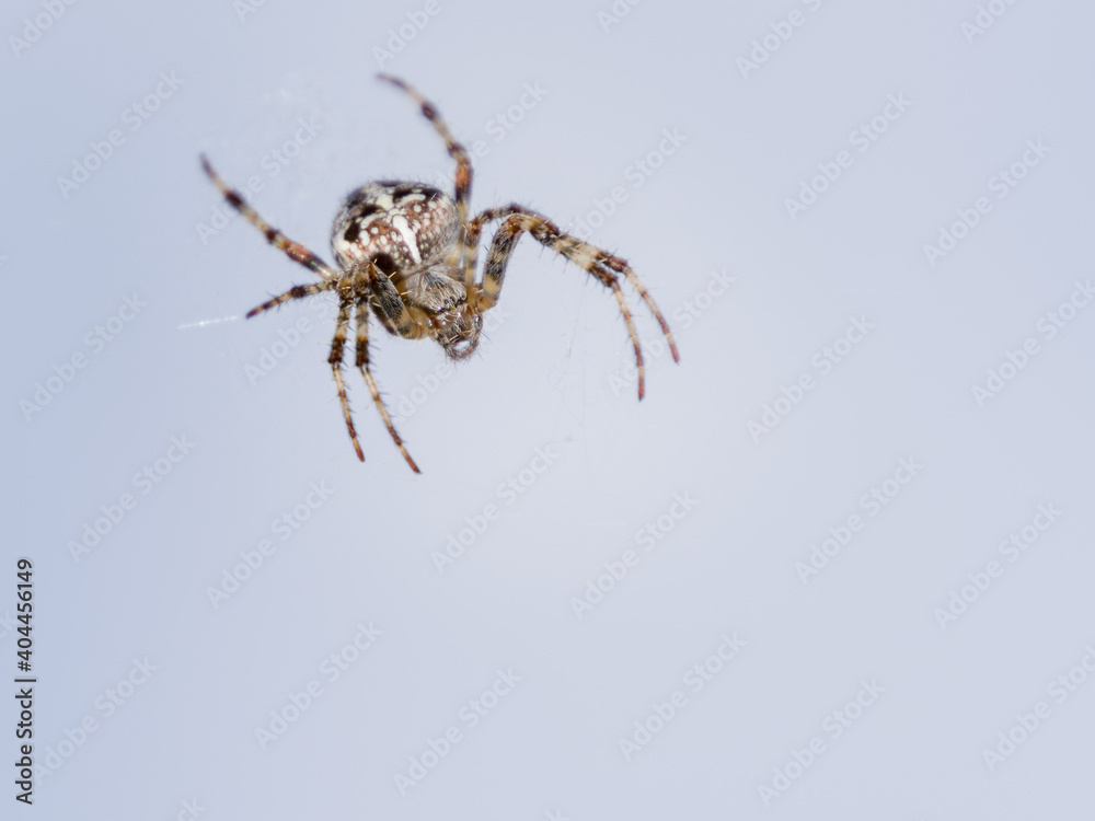 Close up of a garden  Spider
