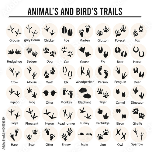 Fototapeta Naklejka Na Ścianę i Meble -  Set of animal and bird trails with name. Vector illustration