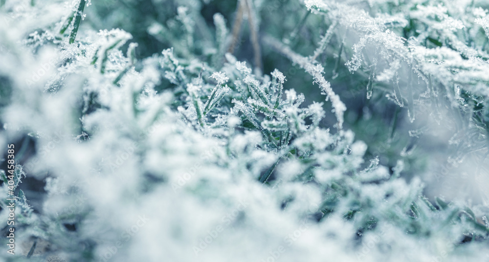 background with frozen plants covered with frost background with frozen plants covered with frost