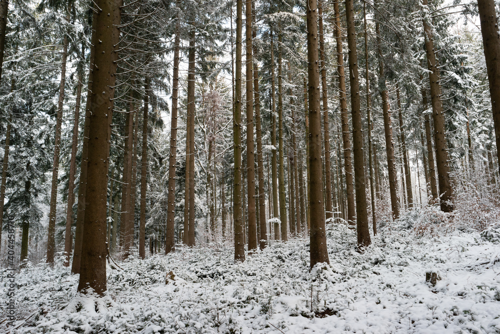 Fototapeta premium Snowy forest wonderland with snow covered vegetation wide angle low perspective