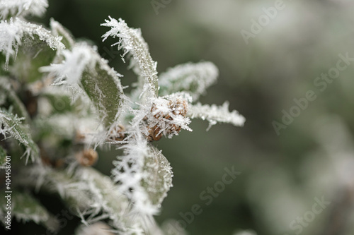 background with frozen plants covered with frost © Mikhaylovskiy 