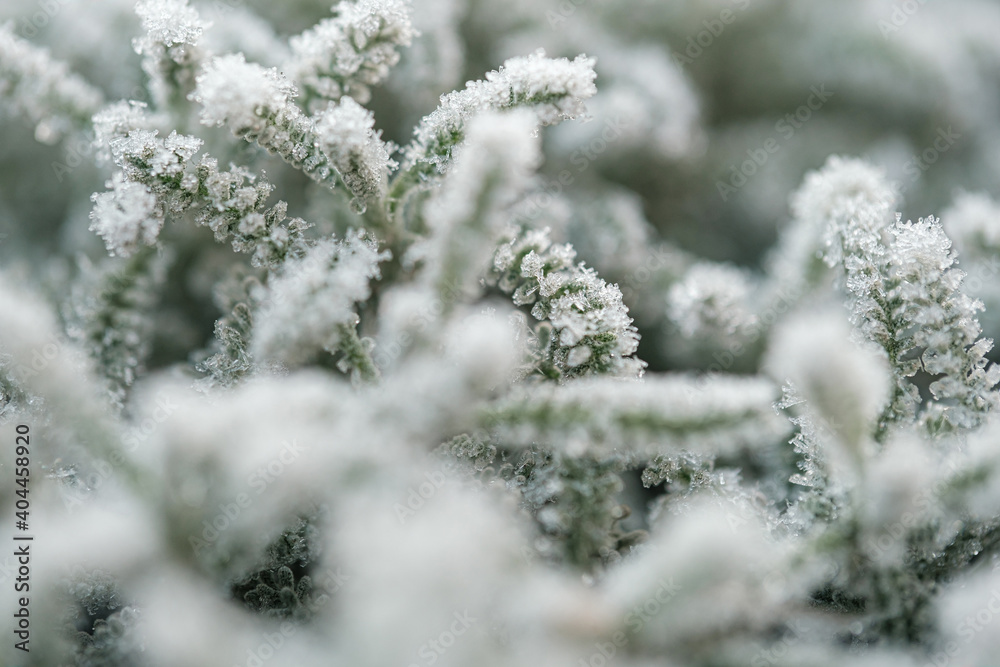 background with frozen plants covered with frost