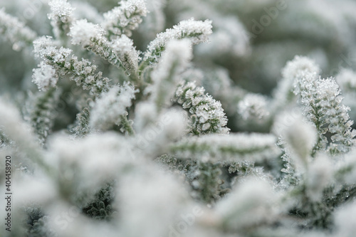 background with frozen plants covered with frost © Mikhaylovskiy 