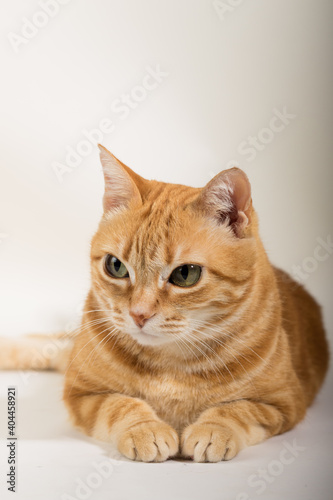 A Beautiful Domestic Orange Striped cat laying down in strange, weird, funny positions. Animal portrait against white background. © Diogo Oliveira