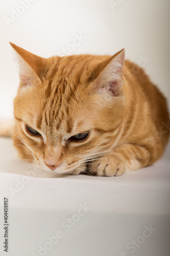 A Beautiful Domestic Orange Striped cat laying down in strange, weird, funny positions. Animal portrait against white background.