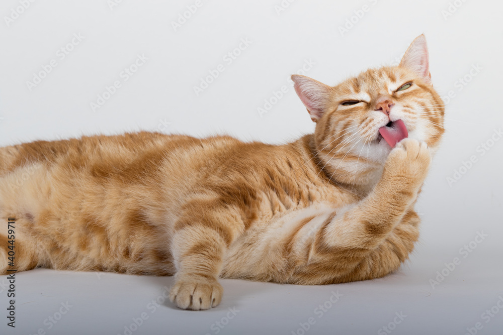 A Beautiful Domestic Orange Striped cat laying down and cleaning itself tongue out in strange, weird, funny positions. Animal portrait against white background. A Beautiful Domestic Orange Striped cat laying down and cleaning itself tongue out in strange, weird, funny positions. Animal portrait against white background.
