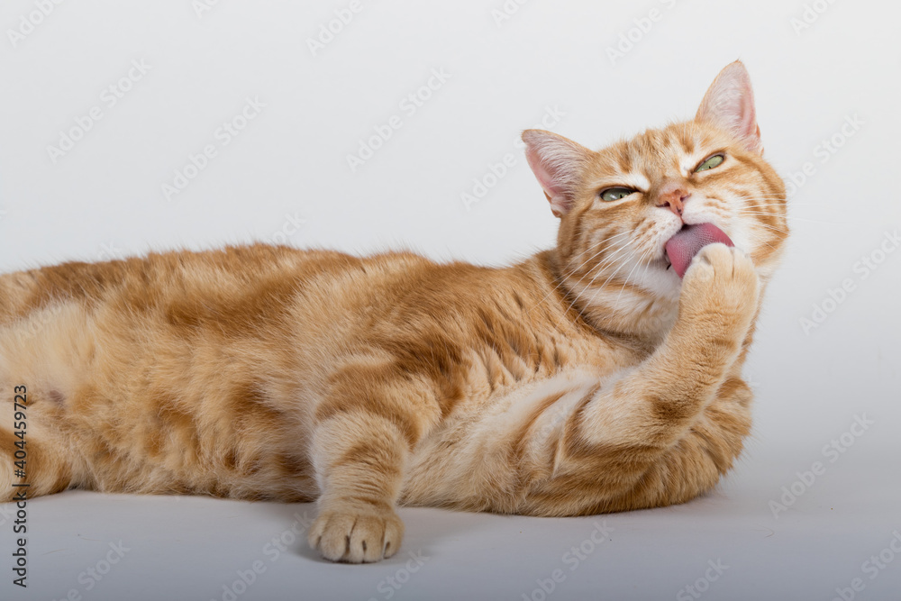A Beautiful Domestic Orange Striped cat laying down and cleaning itself tongue out in strange, weird, funny positions. Animal portrait against white background. A Beautiful Domestic Orange Striped cat laying down and cleaning itself tongue out in strange, weird, funny positions. Animal portrait against white background.