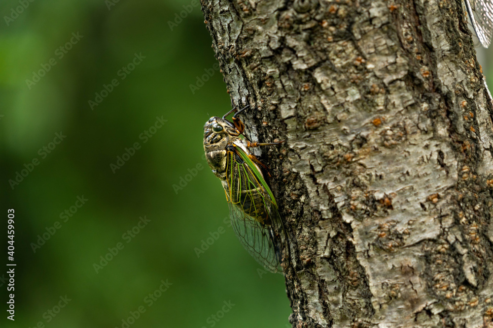 Black cicada - Cryptotympana facialis - is staying on cherry tree trunk in Fukuoka prefecture, JAPAN. Black cicada - Cryptotympana facialis - is staying on cherry tree trunk in Fukuoka prefecture, JAPAN.