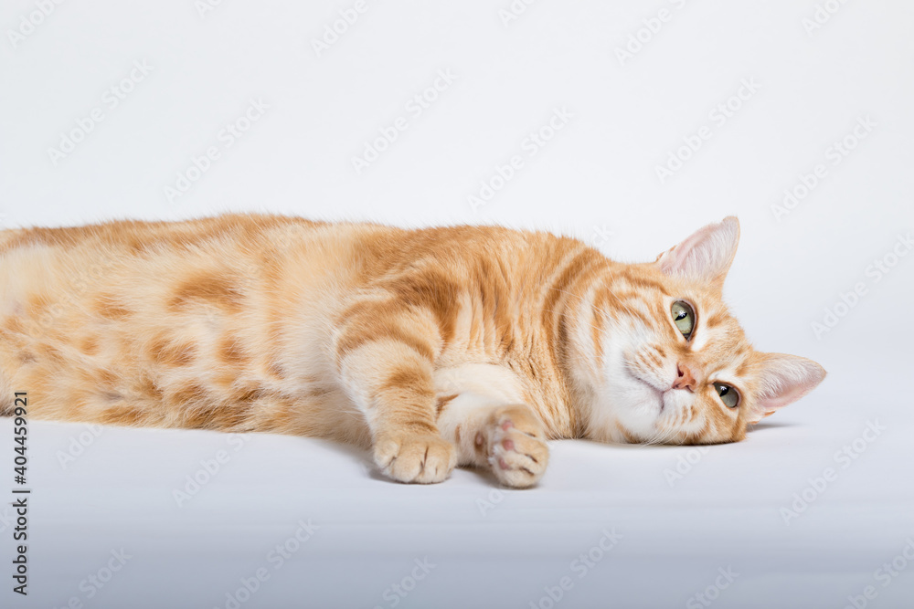 Fototapeta premium A Beautiful Domestic Orange Striped cat laying down in strange, weird, funny positions. Animal portrait against white background.