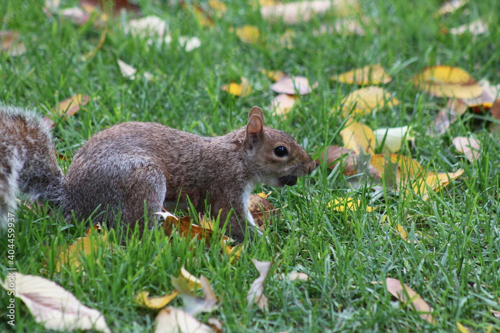 Squirrel with a nut in Central Park, New York Squirrel with a nut in Central Park, New York