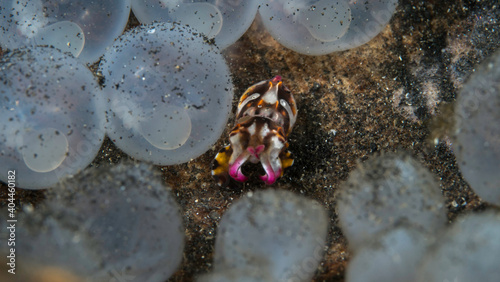Baby flamboyant cuttle fish being born hatching from egg -  Metasepia pfefferi