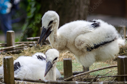 coppia di piccoli di cicogna photo