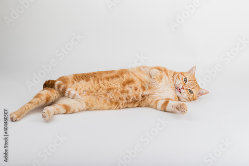 Fototapeta Naklejka Na Ścianę i Meble -  A Beautiful Domestic Orange Striped cat laying down and cleaning itself tongue out in strange, weird, funny positions. Animal portrait against white background.